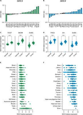 Hypoxia Promotes Syndecan-3 Expression in the Tumor Microenvironment